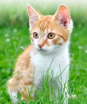 A kitten with cat insurance sits in the lawn.